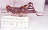 Eucephalacris diamasina Descamps, 1980: Image Carbonell, C.S. female (allotype). (Otu).