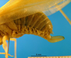 CollectionObject 1501753; daad6fac-d8fa-4099-99b1-a4d432261717: female ovipositor (syntype). (CollectionObject).