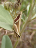 FieldOccurrence 219; 1574a2be-d68c-40de-8674-aed2f8a0c838; Tanzania
Chala area eastern slopes Mount Kilimanjaro, 2020/02/??: female. (FieldOccurrence).