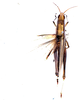 CollectionObject 1543204; fdc66bfe-40c6-4d10-9e2b-e4d62bd0292e: female, dorsal view (holotype). (CollectionObject).
