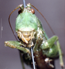 CollectionObject 1528094; 5f65651c-8f3a-44bc-b668-19249740fe77: male, frontal view (holotype). (CollectionObject).