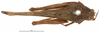 CollectionObject 1577262; OUM 701 2/5, ef6e269c-b58e-4d44-b9a8-341e25a45f17: female, dorsal view (syntype of Acanthalobus longinotus). (CollectionObject).