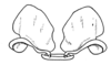 Conometopus sulcaticollis (Blanchard, 1851): Fig. 21. epiphallus, cephallic view. (Otu).