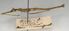 CollectionObject 1560924; NMW 892, 6e6bcfc6-e088-484b-a895-fa1a92ef35b6: copyright NMW, Vienna. male, lateral view (holotype). (CollectionObject).