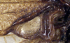 CollectionObject 1531884; 02d5478b-adca-49cc-826e-11c1ef61991a: male left mirror area (holotype). (CollectionObject).