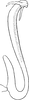 Aedeagus, lateral view on Diplocolenus (Verdanus) Oman, 1949: Aedeagus, lateral view. (Observation).