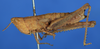 Phlaeobida angustipennis (Bolívar, 1902): female, lateral view. (Otu).