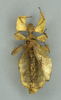 CollectionObject 1561243; 69ccad1a-6abc-4594-9b20-9f82b7c021b9: copyright UMO. female, dorsal view (lectotype). (CollectionObject).