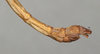 CollectionObject 1559073; 44291758-9570-471d-b6ae-d45da8355529: copyright NMW, Vienna. male: end of abdomen, lateral view (syntype). (CollectionObject).;CollectionObject 1559074; 2451ce58-85e4-4ce9-9ca3-0ba8783ef77d: copyright NMW, Vienna. male: end of abdomen, lateral view (syntype). (CollectionObject).