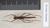 CollectionObject 1560491; NHMUK(SF IMPORT DUPLICATE) 845128, 81f27b38-b3f2-4413-a052-00ace60aa4e3: copyright Natural History Museum, London. male (holotype). (CollectionObject).