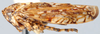 Habitus, lateral view: Megabahita irrorata, lateral habitus (OSUC). (Observation).