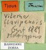 CollectionObject 1501495; c688050f-8c2a-48f4-8455-60c5f8907ec4: labels (syntype of Locheuma flavipennis). (CollectionObject).