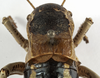 CollectionObject 1529600; dc55f4e9-3490-485d-aa4a-b2bd268c78de: female pronotum, dorsal view (holotype). (CollectionObject).