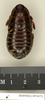 CollectionObject 1573089; d21d7ab4-ab8e-4fac-9f91-cbbb770e1d46: Copyright Natural History Museum, London. Non-type (female nymph) in BM(NH). Dorsal view. (CollectionObject).