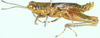 CollectionObject 1530387; 944faa33-60c9-4b4a-9413-3af98eb14b67: male, lateral view (holotype). (CollectionObject).