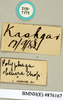 CollectionObject 1573059; NHMUK(SF IMPORT DUPLICATE) BMNH(E) 876170''', f7bf33ff-4d73-4b55-9e6a-b14c61b74bc2: Copyright Natural History Museum, London. Labels from syntype (female) in BM(NH). (CollectionObject).