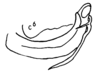 Aedeagus, lateral view on Capistra basalis (Caldwell, 1951): (Observation).
