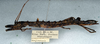 CollectionObject 1558513; d36ada88-4b3b-4752-942b-3d502a9a3b5d: copyright NMW. female, lateral view (paralectotype). (CollectionObject).;CollectionObject 1558514; 57bea4d3-80ae-4bac-9332-4dbee3fd5972: copyright NMW. female, lateral view (paralectotype). (CollectionObject).