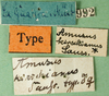 CollectionObject 1501007; 9b2f206d-dd5d-45d5-8427-80ef57df5124: labels (lectotype). (CollectionObject).