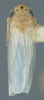 Habitus, dorsal view: !! display not done !! on Provancherana corniculata (Young, 1977): Holotype. (Observation).