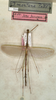 CollectionObject 1557367; NMW 800, b671ebeb-affd-47db-9ccb-ee1494a0917a: copyright NMW, Vienna. male (holotype). (CollectionObject).