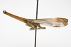 Habitus, lateral view on Lappida Amyot & Audinet-Serville, 1843: (Observation).