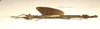 CollectionObject 1595882; 2bd13334-a4d3-4083-86fd-3225aca2cf8b: copyright LKCNH Singapore. female, lateral view (holotype). (CollectionObject).