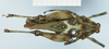 CollectionObject 1585501; 597f2d76-7379-47d6-946e-83aed747807a: female, dorsal view. (CollectionObject).