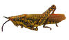 Poekilocerus bufonius vittatus (Klug, 1832): male, lateral view (Eritrea). (Otu).