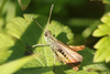 FieldOccurrence 3843; 2f75b55d-8572-4399-9425-cf8997f64864; southeast of Zell am Harmersbach, 2025/09/19: (FieldOccurrence).