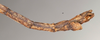 CollectionObject 1558389; NMW 929, 6cfd56f6-422d-41bf-894f-1d2306f4bd27: copyright NMW, Vienna. male: end of abdomen, lateral view (holotype). (CollectionObject).