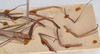 CollectionObject 1557290; 28b34043-8742-4a5d-ad73-2f471902c4ba: copyright SAM, Adelaide. males juv., close-up of synonym Bacillus peristhenellus (syntypes). (CollectionObject).