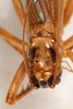CollectionObject 1531221; 0edfc87f-3b3d-4b02-979d-29eb5f94ad71: female, dorsal view (holotype). (CollectionObject).