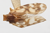 Habitus, dorsal view: !! display not done !! on Bothriocera furcata Caldwell, 1943: (Observation).