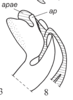 Aedeagus, lateral view on Cordela rubra Gnezdilov, 2019: (Observation).