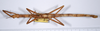 CollectionObject 1559580; 91b57ccb-65ed-4efa-9e80-2350cf0598a2: copyright ANSP. female, dorsal view (syntype). (CollectionObject).;CollectionObject 1559581; 2a99ad7d-5733-4ed6-bc4b-4ba57605c87f: copyright ANSP. female, dorsal view (syntype). (CollectionObject).
