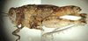 Microtmethis kuthyi Karny, 1910: male, lateral view. (Otu).