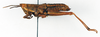 CollectionObject 1501024; 43024772-1b1e-443d-9524-2739fbaa023a: female, lateral view (lectotype). (CollectionObject).
