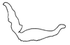 Stylus on Polana (Culumana) pilana (DeLong & Freytag, 1972): Male: style, lateral view. (Observation).