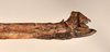 CollectionObject 1559593; 3660f0bc-112f-4325-b101-c1262d4581e1: copyright OUMNH. male: end of abdomen, lateral view of synonym Necroscia agondas (holotype). (CollectionObject).