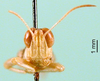 CollectionObject 1576975; 135e49be-3230-4bd4-b10a-9716b71de9c0: male, frontal view (paralectotype). (CollectionObject).