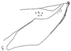 Pygofer, lateral view: Pygofer, lateral view. (Observation).