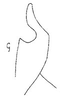 Stylus: !! display not done !! on Frequenamia quimilica (Linnavuori, 1959): Stylus. (Observation).