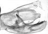 Male genital capsule, lateral view: Male: genital capsule, lateral view. (Observation).