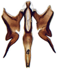 Connective: Deltocephalus pulicaris, connective, stylus, and aedeagus, ventrally (INHS). (Observation).