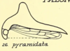 Habitus, lateral view: !! display not done !! on Palonica pyramidata (Uhler, 1877): (Observation).