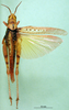 CollectionObject 1501643; 80366882-e7c4-4365-b52a-f2c4c45ac569, DORSA BA000119S01: female, dorsal view (holotype of Anthermus kirschsteini). (CollectionObject).
