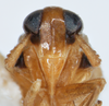Head: !! display not done !! on Delphacodes trimaculatus Beamer, 1948: (Observation).
