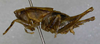 CollectionObject 1539598; 6ee6552c-9644-41f4-ac3b-550dbac07cef: male, lateral view (holotype). (CollectionObject).