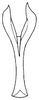 Connective on Bahita interjecta Linnavuori & DeLong, 1978: Bahita interjecta, connective, ventrally. (Observation).